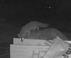 Urocyon cinereoargenteus californicus