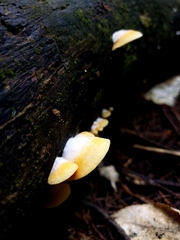 Crepidotus praecipuus