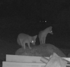 Urocyon cinereoargenteus californicus