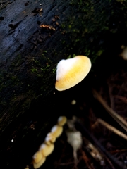 Crepidotus praecipuus