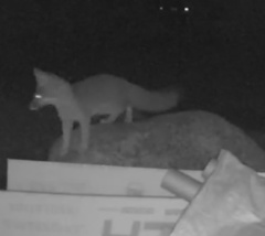 Urocyon cinereoargenteus californicus