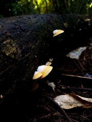 Crepidotus praecipuus