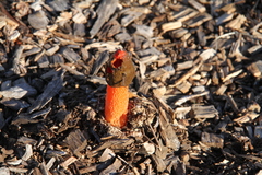Phallus rubicundus