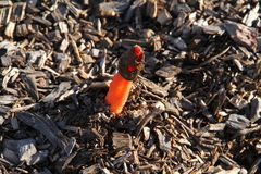 Phallus rubicundus