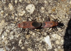 Leptocoris mitellatus