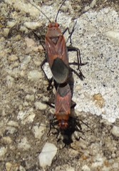 Leptocoris mitellatus