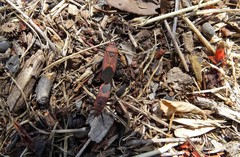 Leptocoris mitellatus