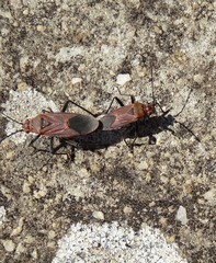 Leptocoris mitellatus