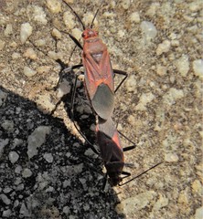 Leptocoris mitellatus