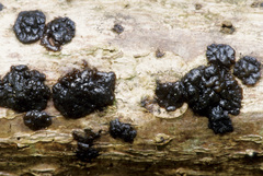 Tremella boraborensis