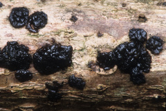 Tremella boraborensis