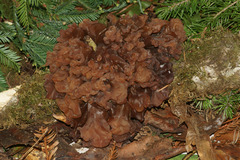 Phaeotremella foliacea