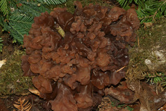 Phaeotremella foliacea
