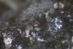 Ascobolus hawaiiensis