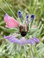 Blitopertha nigripennis