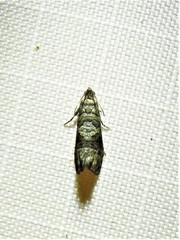 Grapholita packardi