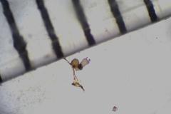 Ascobolus hawaiiensis