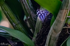 Myscelia ethusa ethusa