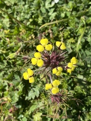 Triphysaria eriantha