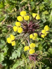 Triphysaria eriantha