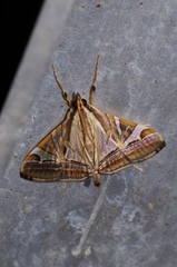 Agrioglypta fulguralis