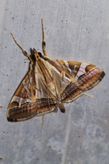 Agrioglypta fulguralis
