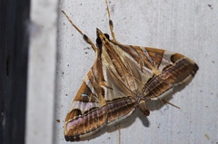 Agrioglypta fulguralis