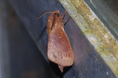 Dendrolimus okinawanus