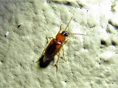 Stenolophus dissimilis