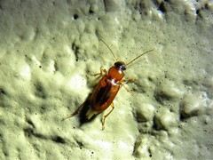 Stenolophus dissimilis