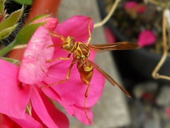 Polistes apachus apachus