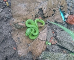 Trimeresurus insularis