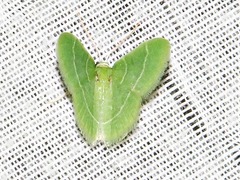 Chlorissa attenuata