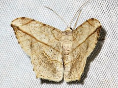 Chiasmia simplicilinea