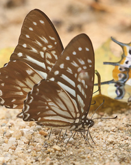 Graphium macareus