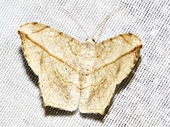 Chiasmia simplicilinea
