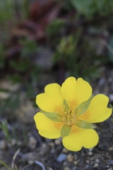 Potentilla hickmanii