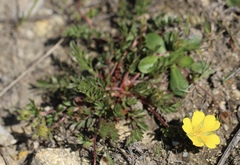 Potentilla hickmanii