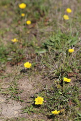 Potentilla hickmanii