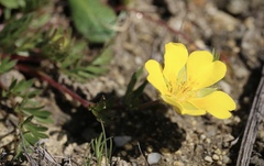 Potentilla hickmanii