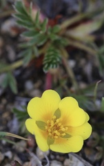 Potentilla hickmanii