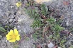 Potentilla hickmanii