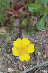 Potentilla hickmanii