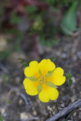 Potentilla hickmanii