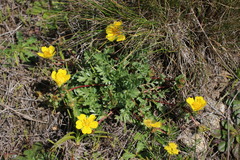 Potentilla hickmanii
