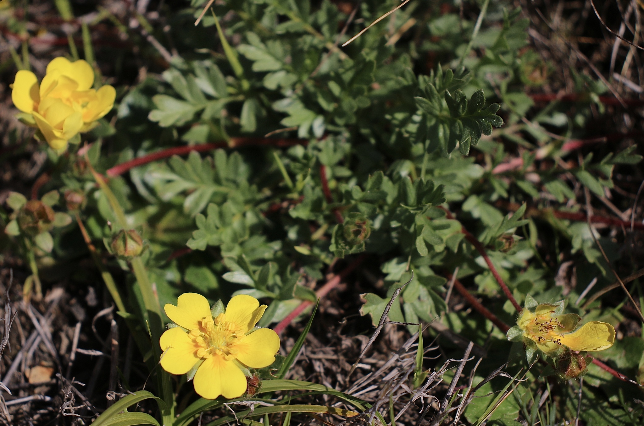 Potentilla hickmanii