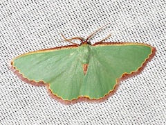 Heterorachis devocata