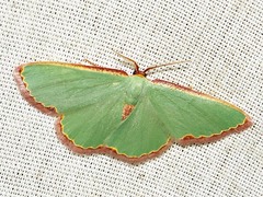 Heterorachis devocata