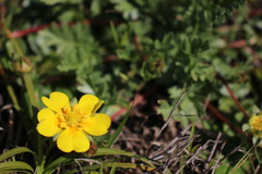 Potentilla hickmanii