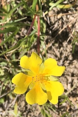 Potentilla hickmanii